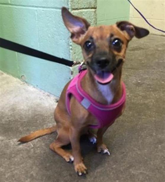 adoptable Dog in Sacramento, CA named CHIQUITA