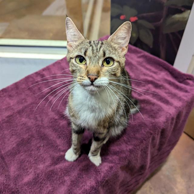 adoptable Cat in Sacramento, CA named A694493