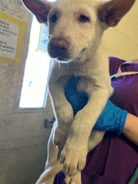 adoptable Dog in Sacramento, CA named WINNIE