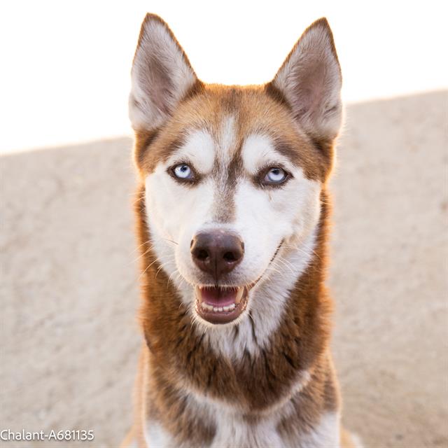 adoptable Dog in Sacramento, CA named AKAI