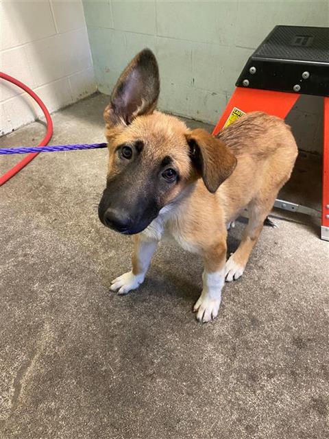 adoptable Dog in Sacramento, CA named STARLIGHT