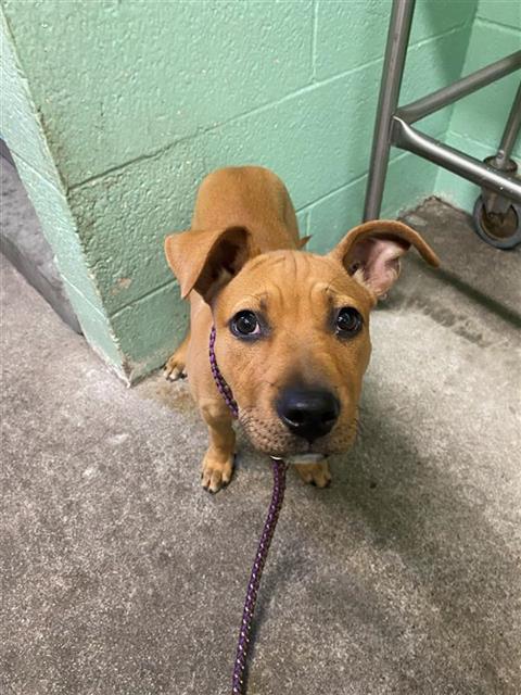 adoptable Dog in Sacramento, CA named NOVA