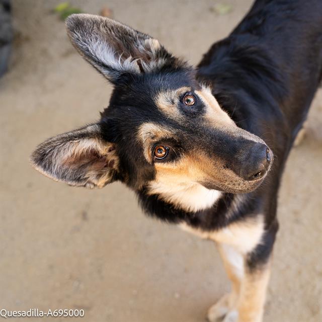 adoptable Dog in Sacramento, CA named QUESADILLA