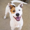 adoptable Dog in Sacramento, CA named CHANCE