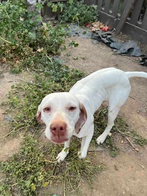 adoptable Dog in Sacramento, CA named A689289