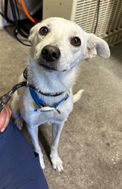 adoptable Dog in Sacramento, CA named BELLA