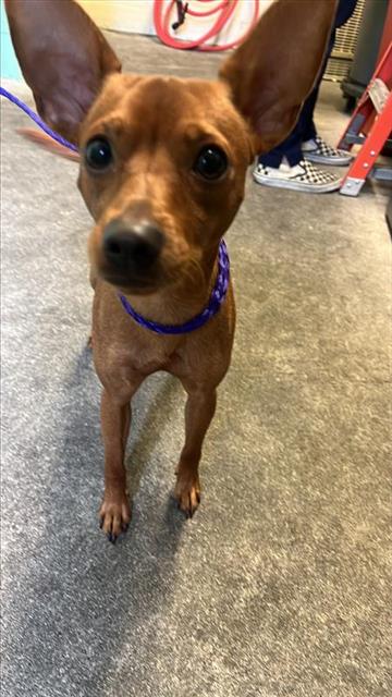 adoptable Dog in Sacramento, CA named BACON