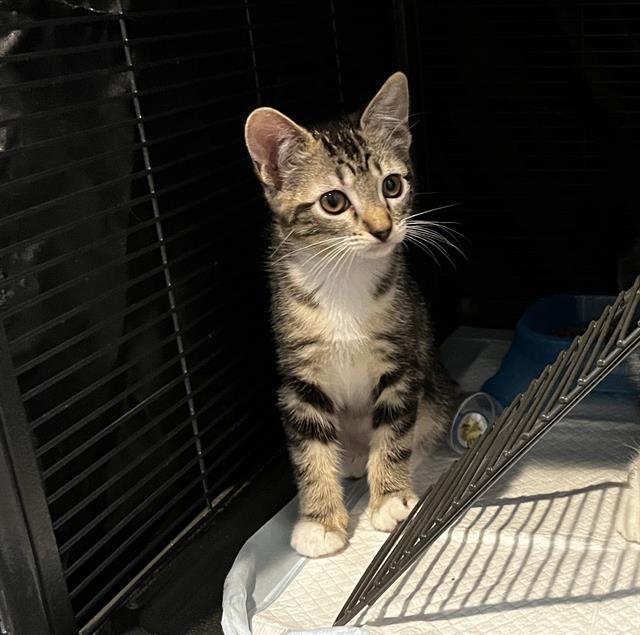 adoptable Cat in Sacramento, CA named TABBERS