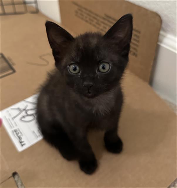 adoptable Cat in Sacramento, CA named MINI