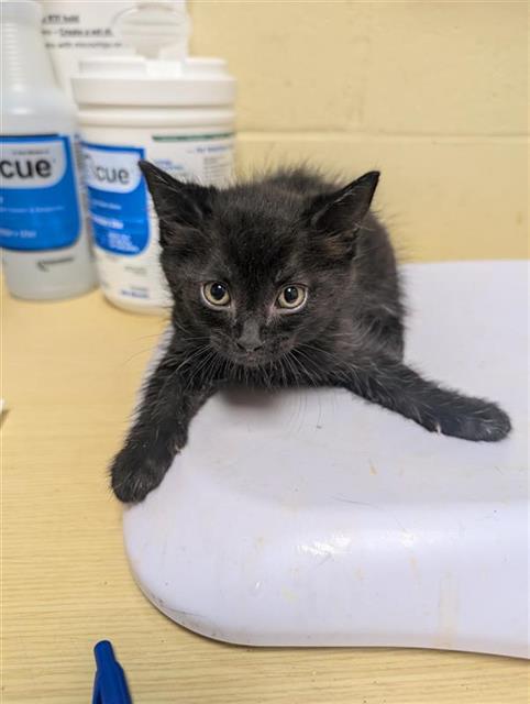 adoptable Cat in Sacramento, CA named THANOS