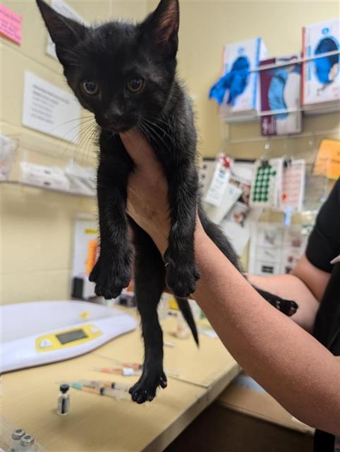 adoptable Cat in Sacramento, CA named SMUCKERS