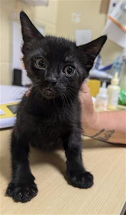 adoptable Cat in Sacramento, CA named OREO