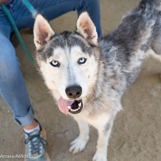 adoptable Dog in Sacramento, CA named AMARA