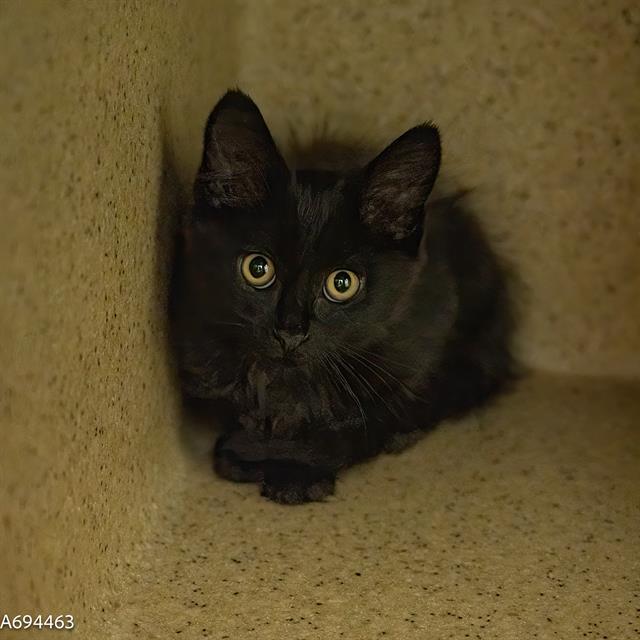 adoptable Cat in Sacramento, CA named JACKSON