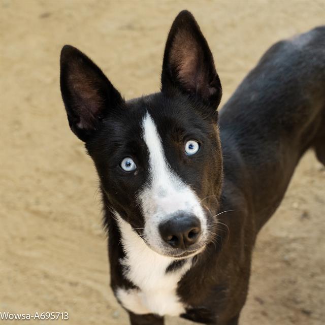 adoptable Dog in Sacramento, CA named WOWZA