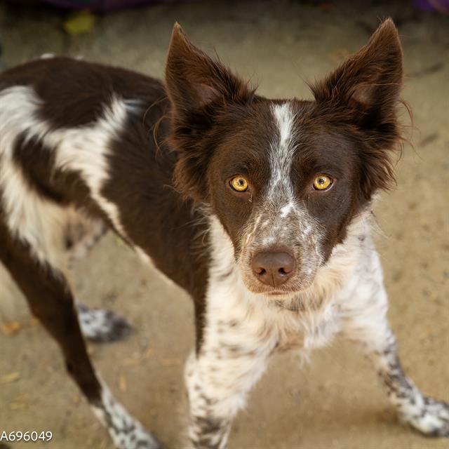 adoptable Dog in Sacramento, CA named RUBY