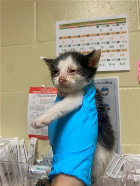 picture of the cat needing adoption