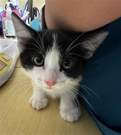 adoptable Cat in Sacramento, CA named DECK