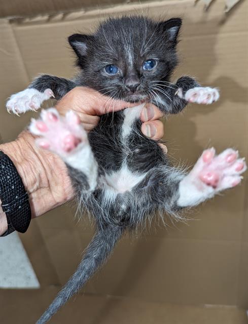 adoptable Cat in Sacramento, CA named TUX