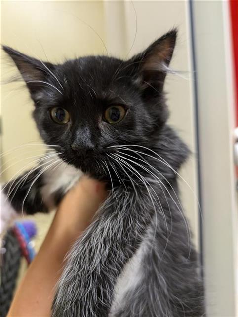 adoptable Cat in Sacramento, CA named MIKE