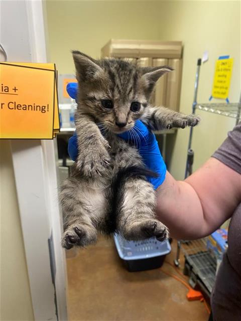 adoptable Cat in Sacramento, CA named LUTHER