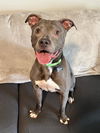 adoptable Dog in Sacramento, CA named SHADE