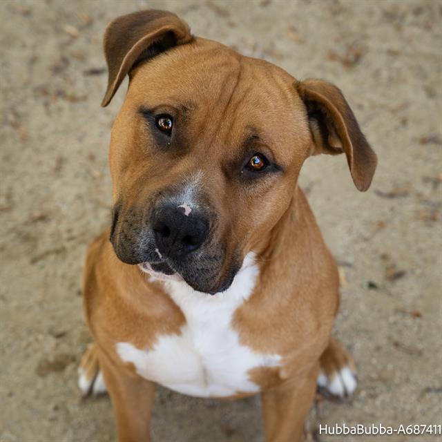 adoptable Dog in Sacramento, CA named HUBBA BUBBA