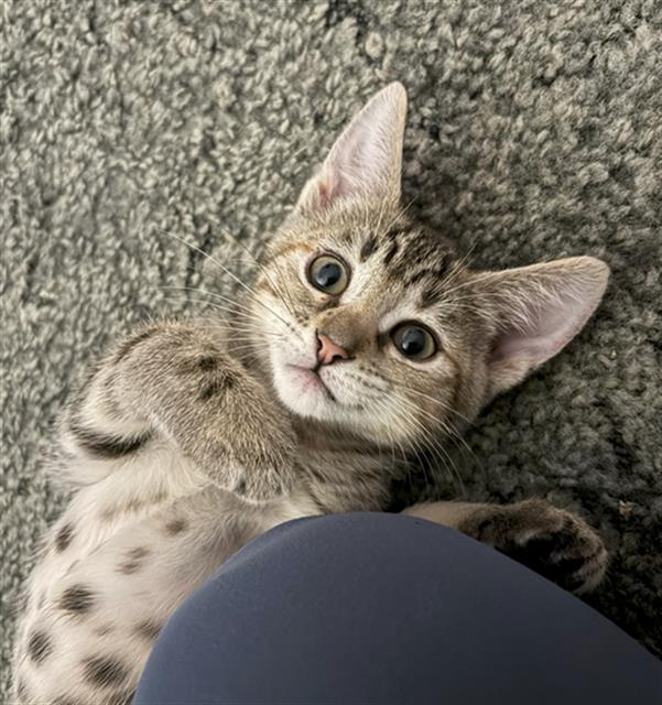 adoptable Cat in Sacramento, CA named STRIPE