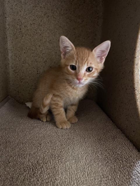 adoptable Cat in Sacramento, CA named GHOST