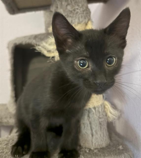 adoptable Cat in Sacramento, CA named POPTART