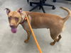 adoptable Dog in Sacramento, CA named MAZIKEEN