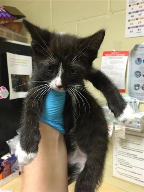 adoptable Cat in Sacramento, CA named LOAM