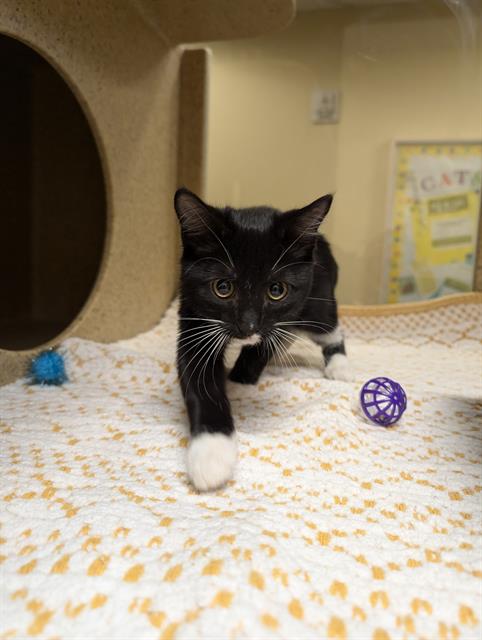 adoptable Cat in Sacramento, CA named BUTTERCUP