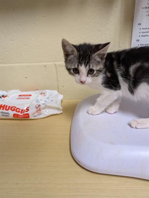 adoptable Cat in Sacramento, CA named A692426