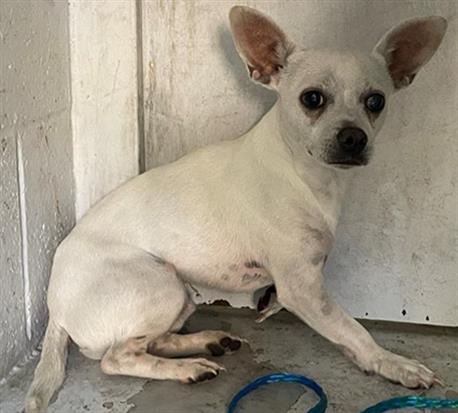 adoptable Dog in Sacramento, CA named GIRLY POP