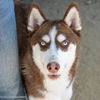 adoptable Dog in Sacramento, CA named TOOTH PASTE