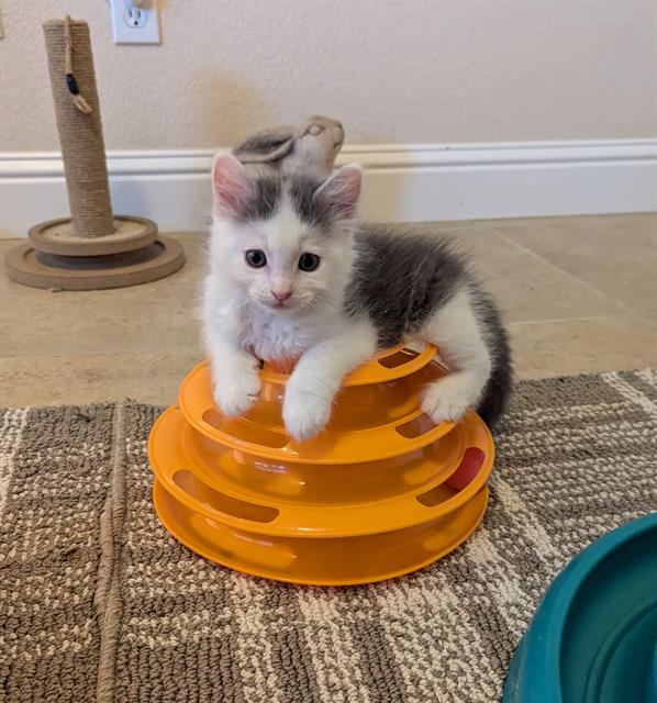 adoptable Cat in Sacramento, CA named TANK