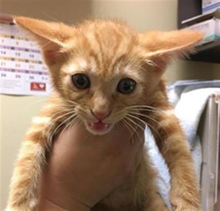 adoptable Cat in Sacramento, CA named BARN CAT-ORBIT