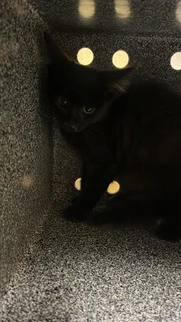 adoptable Cat in Sacramento, CA named A695785