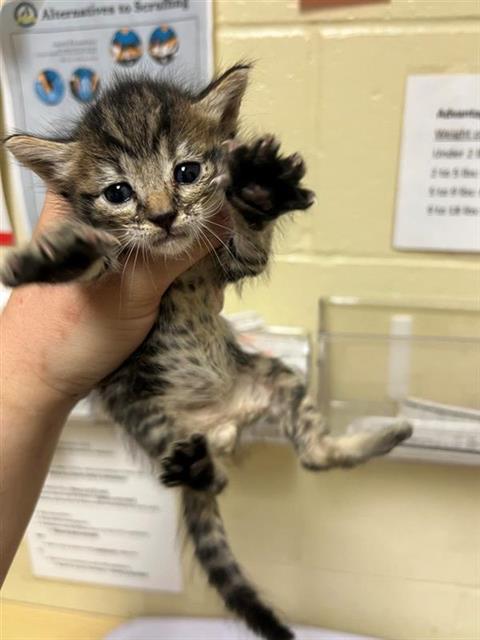 adoptable Cat in Sacramento, CA named A691757