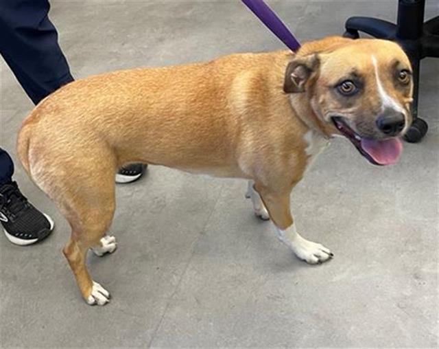 adoptable Dog in Sacramento, CA named NALA