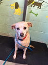 adoptable Dog in Sacramento, CA named DUTCHESS