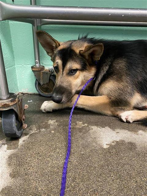 adoptable Dog in Sacramento, CA named HANSEL