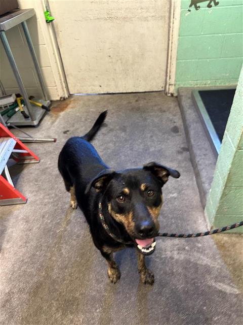 adoptable Dog in Sacramento, CA named A697054