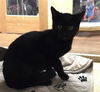 adoptable Cat in Sacramento, CA named TOONA