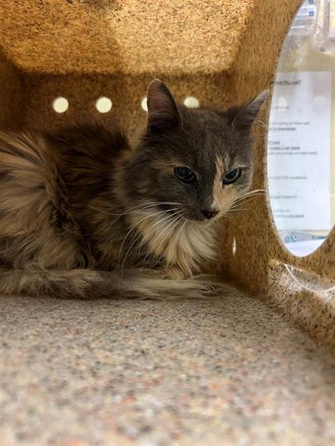 adoptable Cat in Sacramento, CA named MARGO