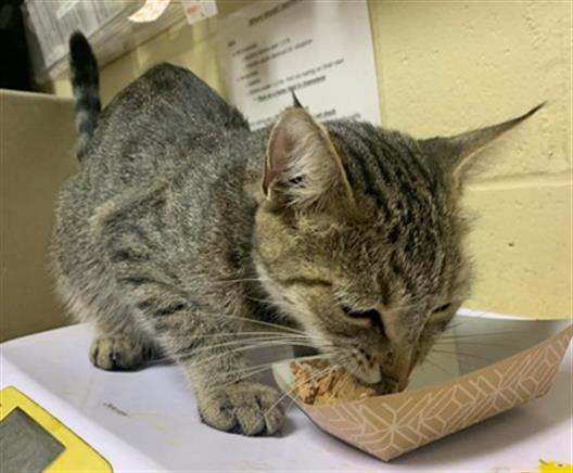 adoptable Cat in Sacramento, CA named PEACH