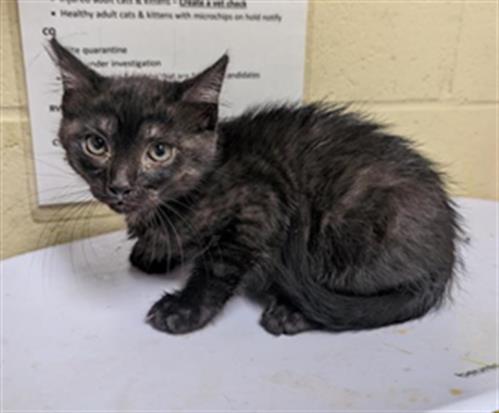 adoptable Cat in Sacramento, CA named DOMINO