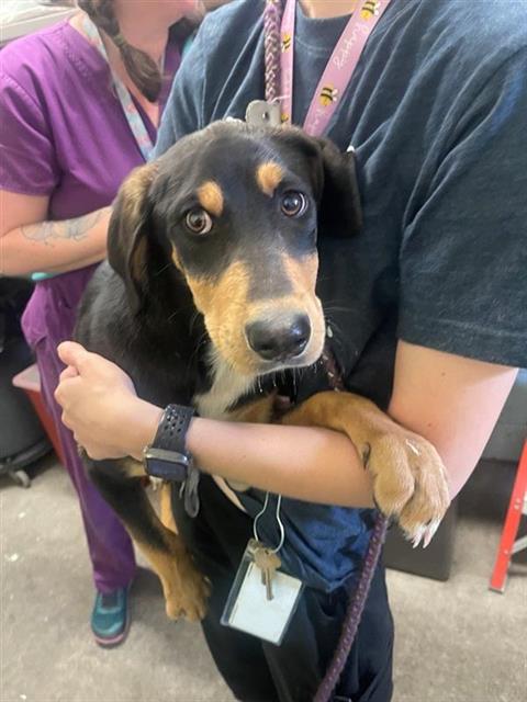 adoptable Dog in Sacramento, CA named BARREL