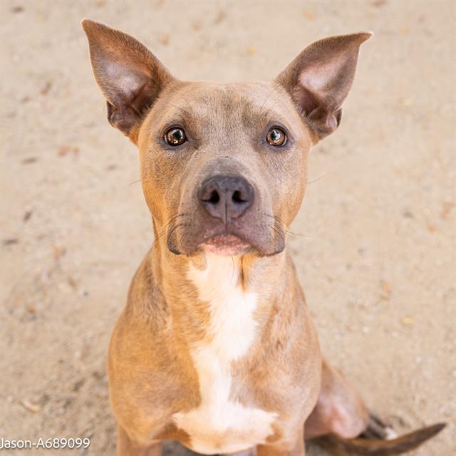 adoptable Dog in Sacramento, CA named JASON